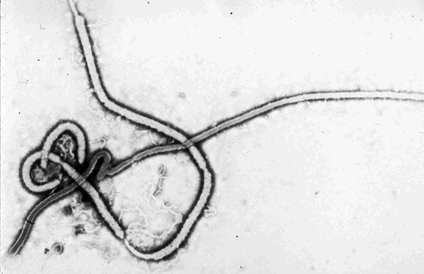 Virus